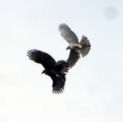 Nisaetus cirrhatus limnaeetus