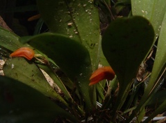 Specklinia fulgens