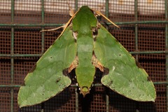 Euchloron megaera