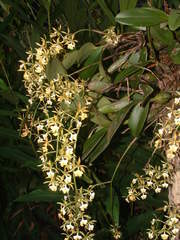 Epidendrum stamfordianum