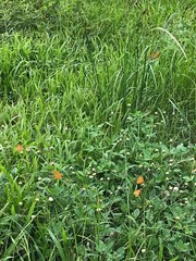 Phalanta phalantha phalantha