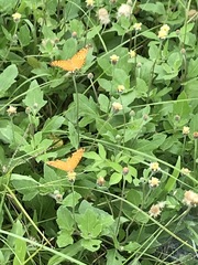 Phalanta phalantha phalantha