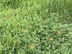 Phalanta phalantha phalantha