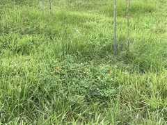 Phalanta phalantha phalantha