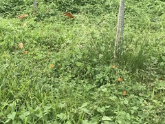 Phalanta phalantha phalantha