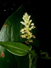 Aspidogyne venustula