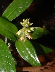 Aspidogyne venustula