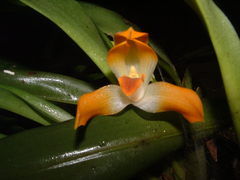 Maxillaria mombachoensis