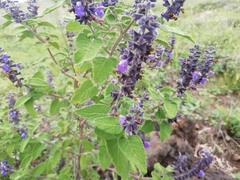 Salvia melissodora