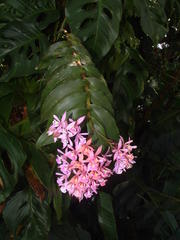Epidendrum pansamalae