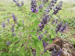 Salvia melissodora