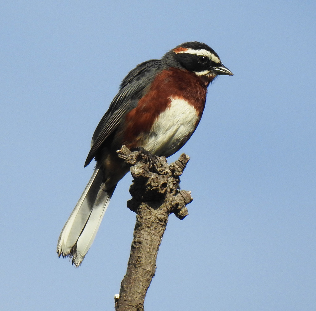Black-And-Chestnut Warbling-Finch