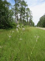 Physostegia digitalis