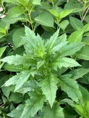 Erechtites hieraciifolius