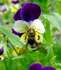 Bombus vagans bolsteri