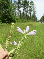 Physostegia digitalis