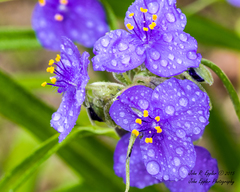 Tradescantia humilis
