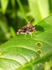 Anthophila fabriciana