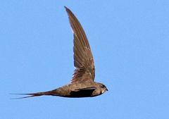African Palm Swift photo 4