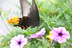 Papilio dehaanii