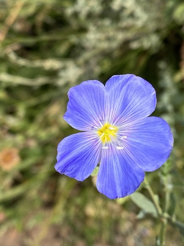 Linum lewisii