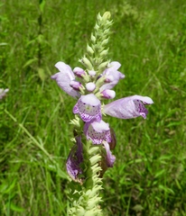 Physostegia digitalis