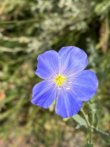 Linum lewisii