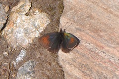 Erebia tyndarus