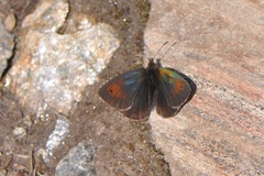 Erebia tyndarus