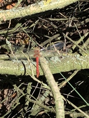 Sympetrum sanguineum