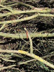 Sympetrum sanguineum