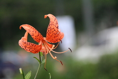 Lilium lancifolium