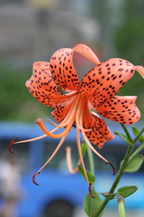 Lilium lancifolium