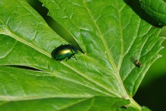 Oreina gloriosa