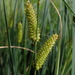 Carex rostrata - Photo (c) Дмитрий А. Филиппов, μερικά δικαιώματα διατηρούνται (CC BY-NC), uploaded by Дмитрий А. Филиппов