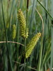 Carex rostrata - Photo (c) Дмитрий А. Филиппов, algunos derechos reservados (CC BY-NC), subido por Дмитрий А. Филиппов