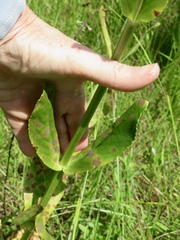 Physostegia digitalis