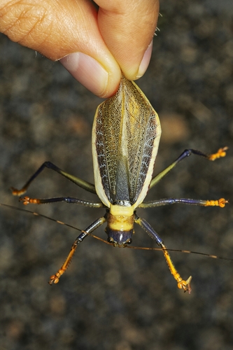 Moncheca pretiosa