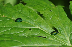 Oreina gloriosa