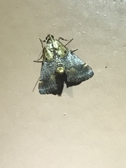 Cacozelia basiochrealis