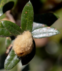 Heteroecus dasydactyli