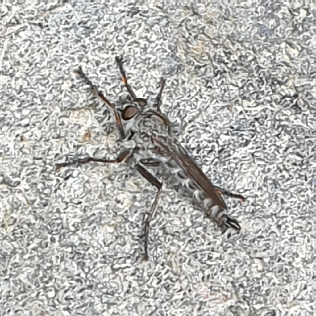 Kite-tailed Robberfly