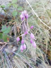 Allium carinatum pulchellum