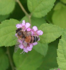 Apis mellifera