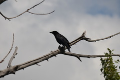 Corvus corone