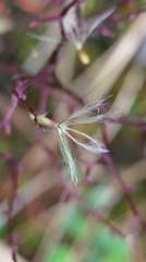 Valeriana flaccidissima