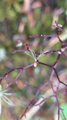 Valeriana flaccidissima