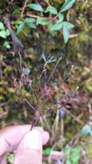 Valeriana flaccidissima