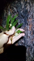 Eucalyptus tricarpa