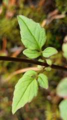 Valeriana flaccidissima